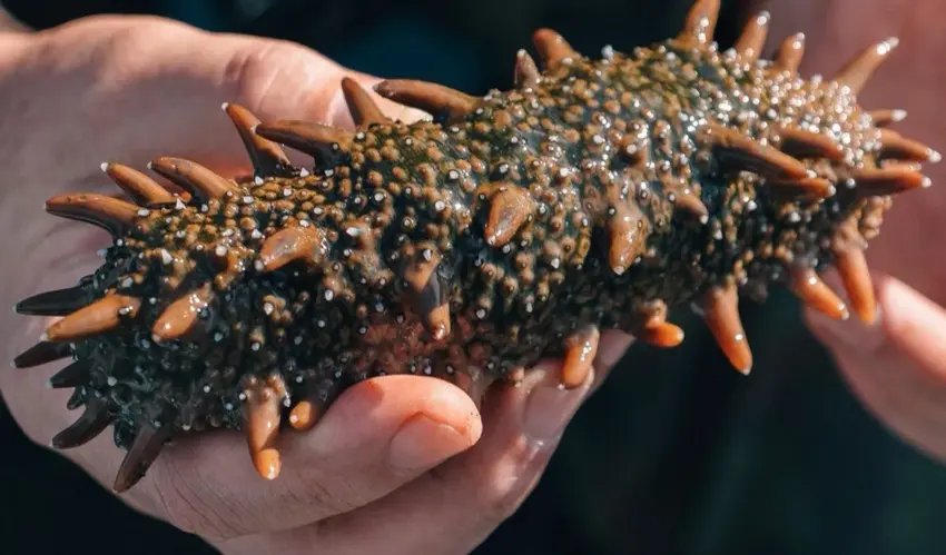 How sea cucumbers became a form of currency in the criminal underworld sea cucumber