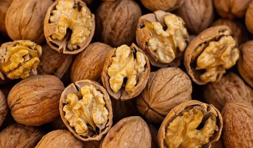 Rainfall has increased the risk of a decline in the quality of the walnut harvest in Moldova walnuts