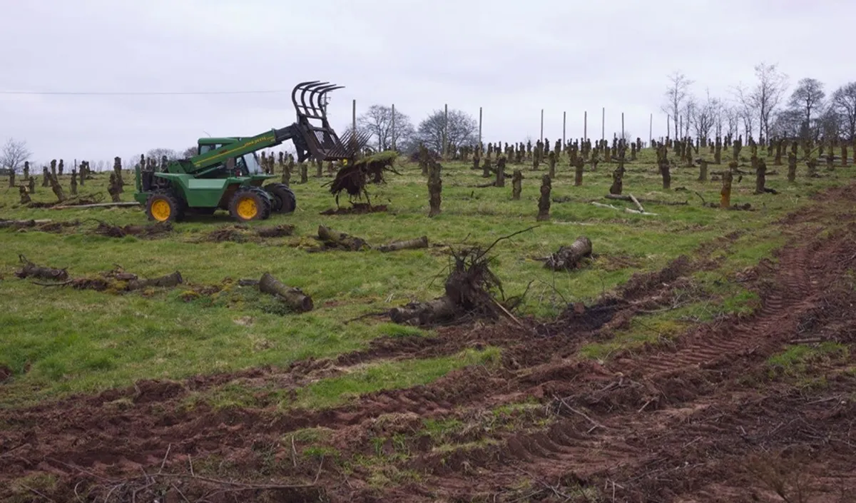 land clearing now land clearing now
