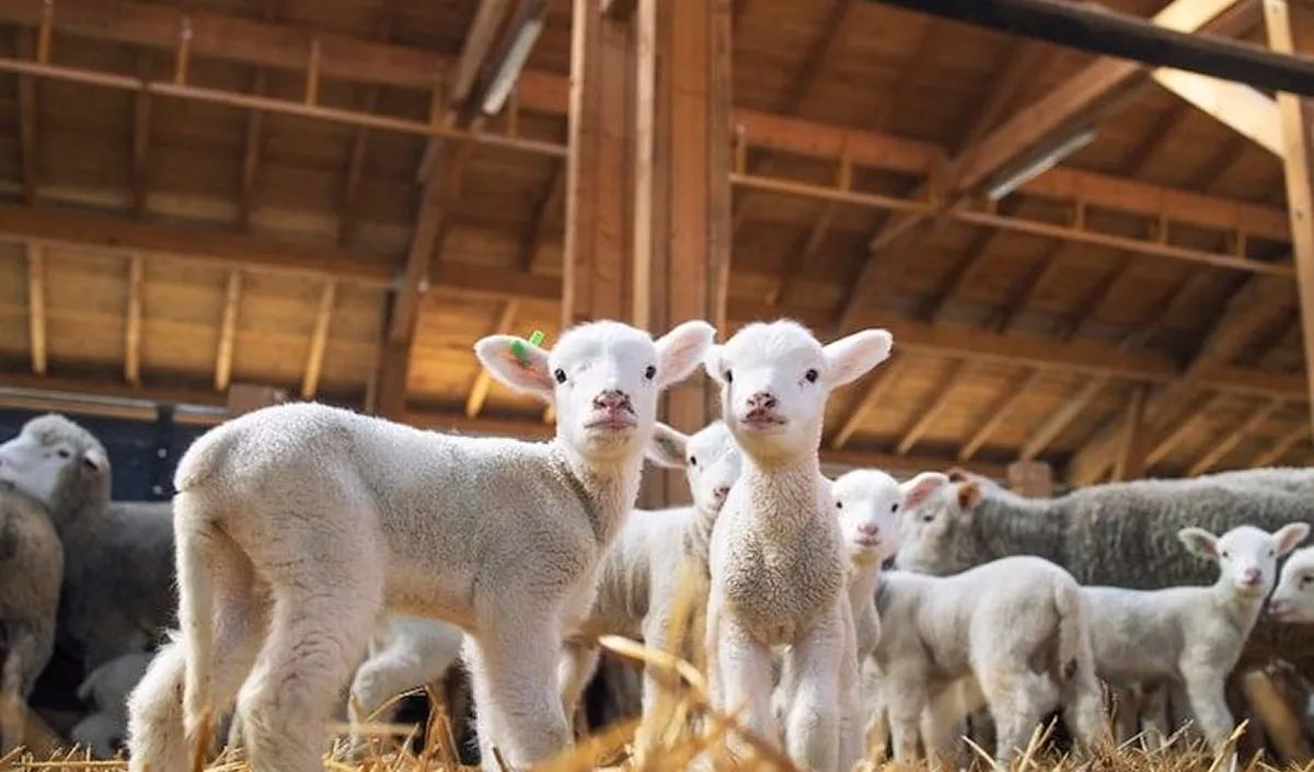lambs