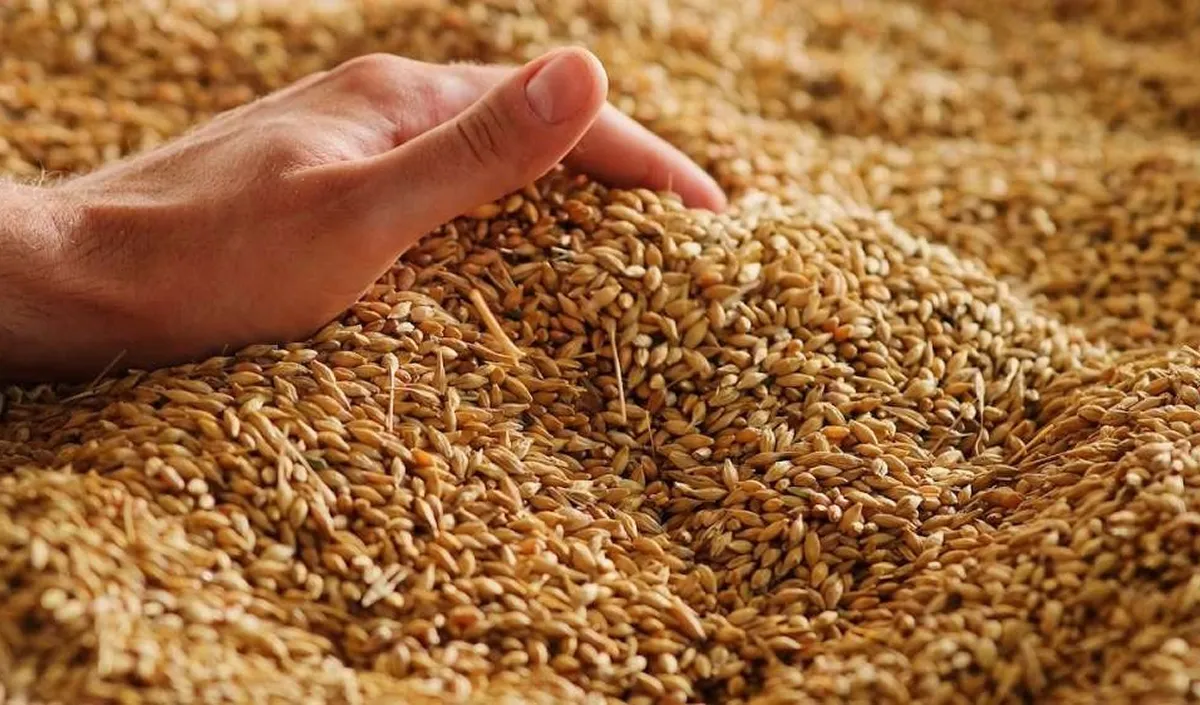 grain grain